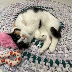 Callie Domestic Short Hair Cat