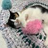 Callie photo 3