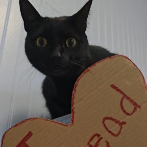 Angel Domestic Short Hair Cat