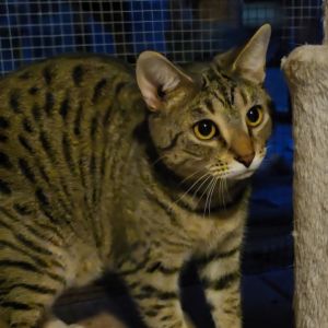 Jake is a sweet boy who is great with other cats In fact he absolutely loves kitten season He tur
