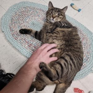 Timmy Domestic Short Hair Cat
