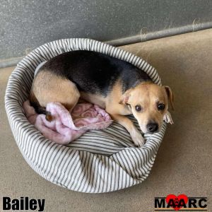 Bailey Mixed Breed Dog