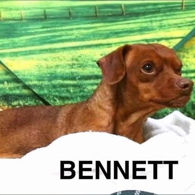 Bennett thumbnail 2