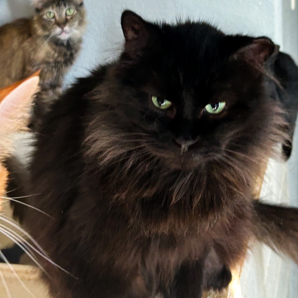 Maya, an adoptable Domestic Long Hair in Nampa, ID, 83686 | Photo Image 1