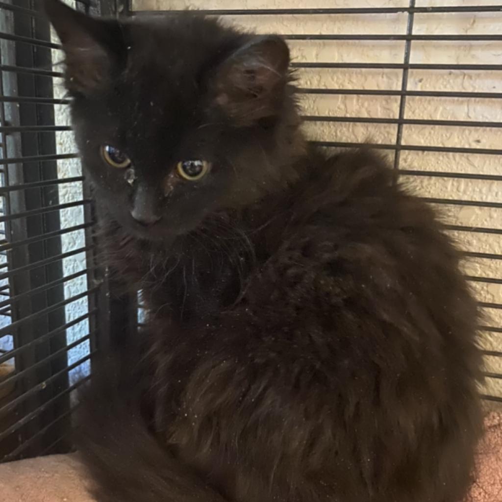 Maya, an adoptable Domestic Long Hair in Nampa, ID, 83686 | Photo Image 2