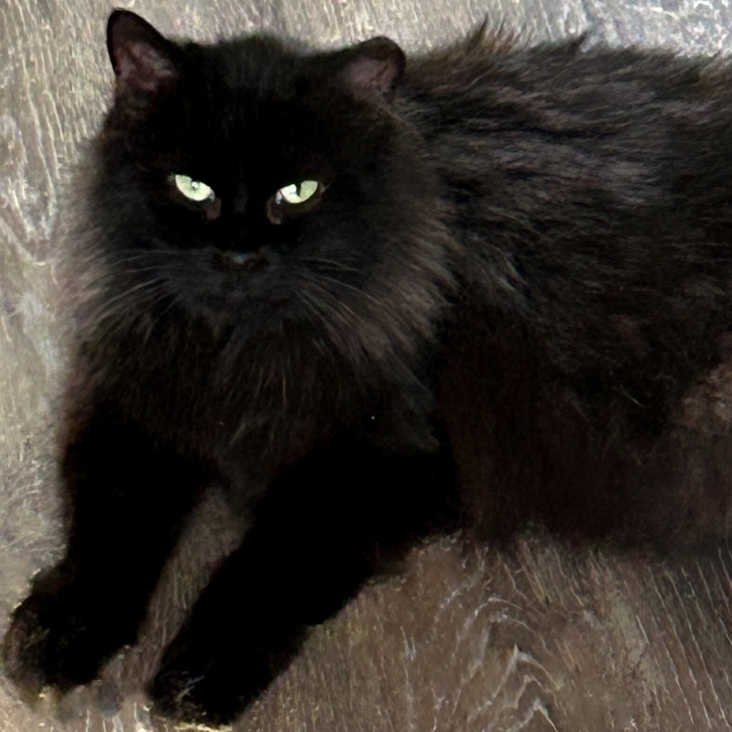 Maya, an adoptable Domestic Long Hair in Nampa, ID, 83686 | Photo Image 3