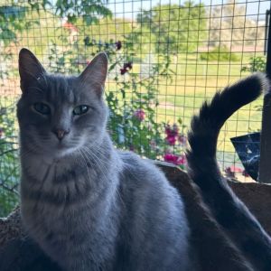 Moab, Adult Male Domestic Short Hair