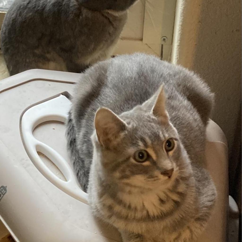 Moab, an adoptable Domestic Short Hair in Nampa, ID, 83686 | Photo Image 2