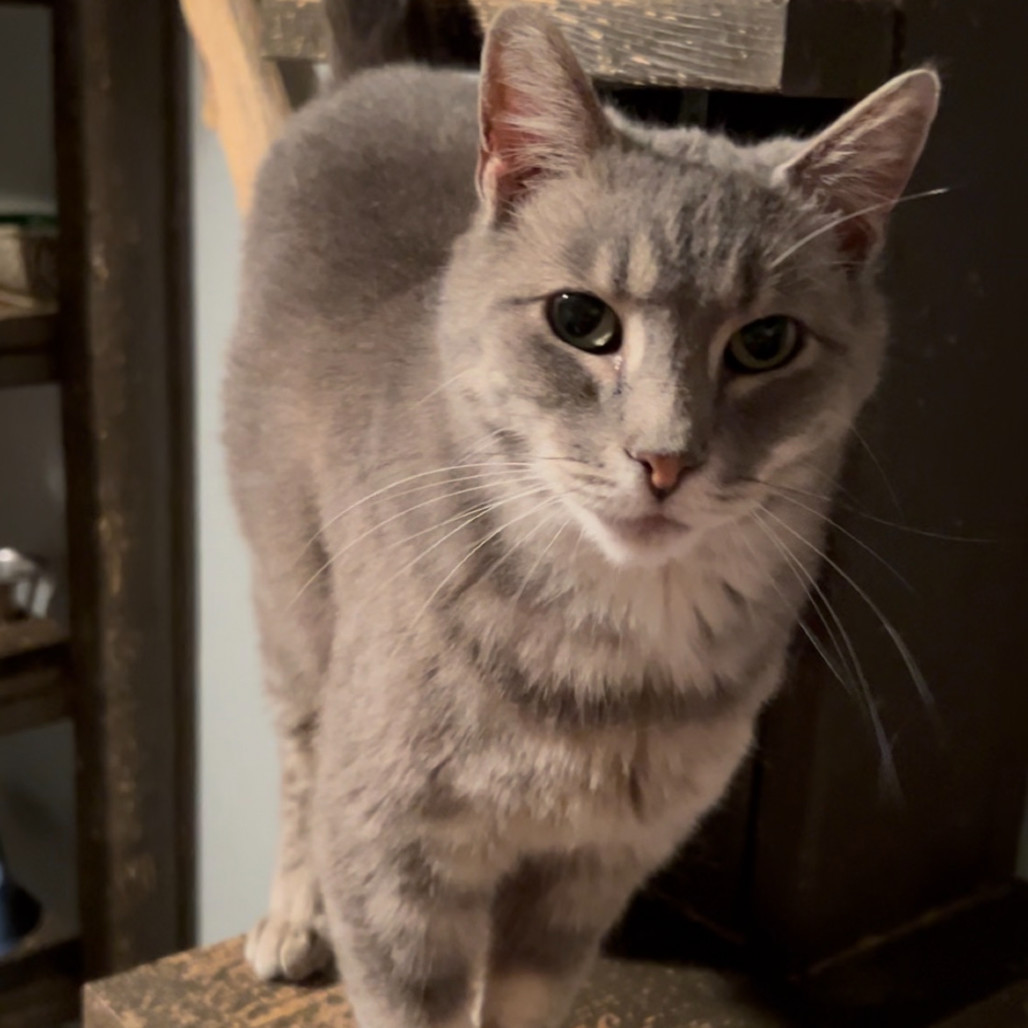 Moab, an adoptable Domestic Short Hair in Nampa, ID, 83686 | Photo Image 4