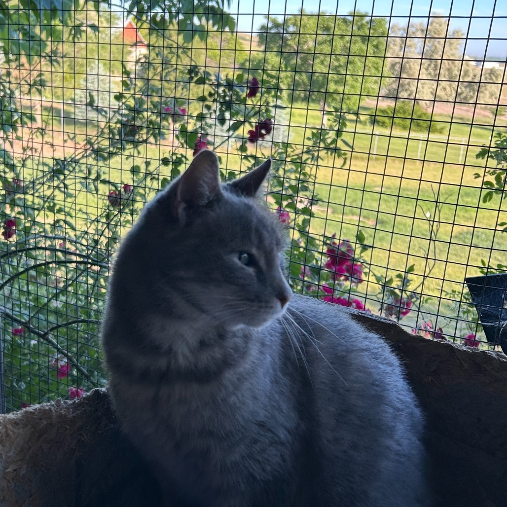 Moab, an adoptable Domestic Short Hair in Nampa, ID, 83686 | Photo Image 6