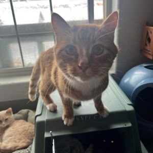 Colonel Spitfire, Adult Male Domestic Short Hair