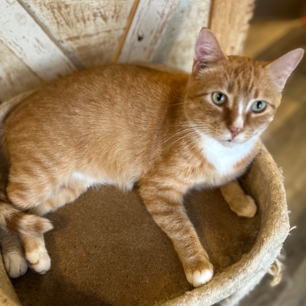 Colonel Spitfire, an adoptable Domestic Short Hair in Nampa, ID, 83686 | Photo Image 1