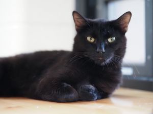 Typhoon, Adult Male Domestic Short Hair