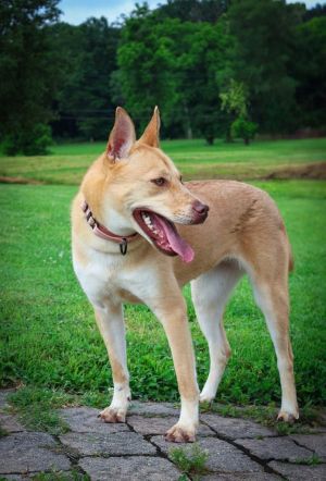 Morticia, Young Female Mixed Breed