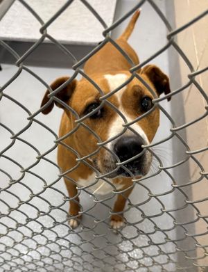 Pen 132 Pit Bull Terrier Dog
