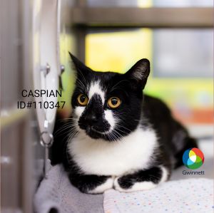Primary Color Black Secondary Color White Weight 1124lbs Age 5yrs 0mths 0wks