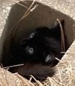 Pen 19 Domestic Short Hair Cat