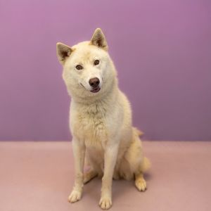 Primary Color White Weight 52lbs Age 2yrs 0mths 3wks Animal has been Neutered