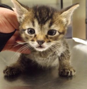 Pen 24/25 Domestic Short Hair Cat