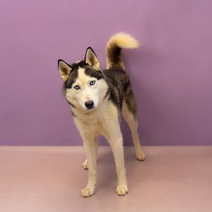 Primary Color Black Secondary Color White Weight 48lbs Age 3yrs 0mths 3wks Animal has been Neute