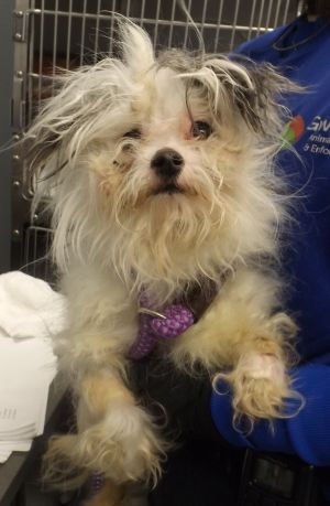 Pen 218c Yorkshire Terrier Dog