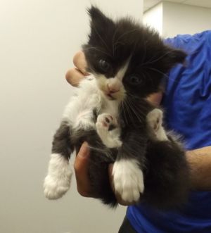 Pen 18 Domestic Short Hair Cat