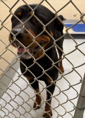 Primary Color Black Secondary Color Brown Weight 85lbs Age 4yrs 0mths 0wks