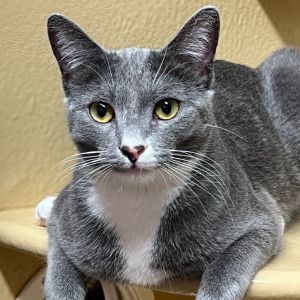 Stormy, Young Female unknown