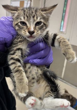 Mars(612) Domestic Short Hair Cat
