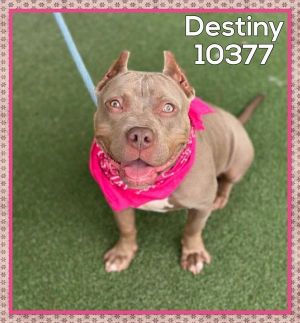 Primary Color Tan Weight 53lbs Age 3yrs 0mths 1wks Animal has been Spayed