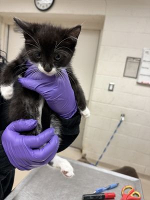 Primary Color Black Secondary Color White Weight 20625lbs Age 0yrs 0mths 8wks