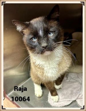 Primary Color Chocolate Point Weight 10lbs Age 7yrs 0mths 2wks Animal has been Neutered