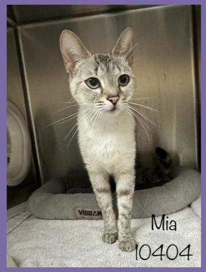 Mia (617) Domestic Short Hair Cat