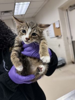 Primary Color Tabby Secondary Color White Weight 2375lbs Age 0yrs 0mths 8wks