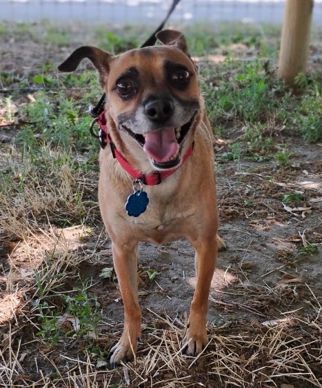 Renny, an adoptable Doberman Pinscher, Chihuahua in Twin Falls, ID, 83301 | Photo Image 1