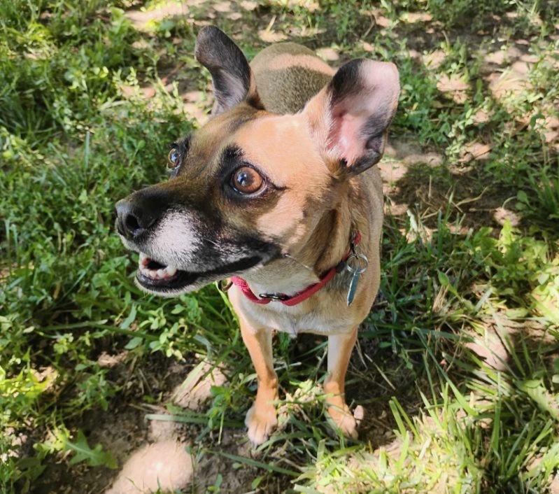 Renny, an adoptable Doberman Pinscher, Chihuahua in Twin Falls, ID, 83301 | Photo Image 2