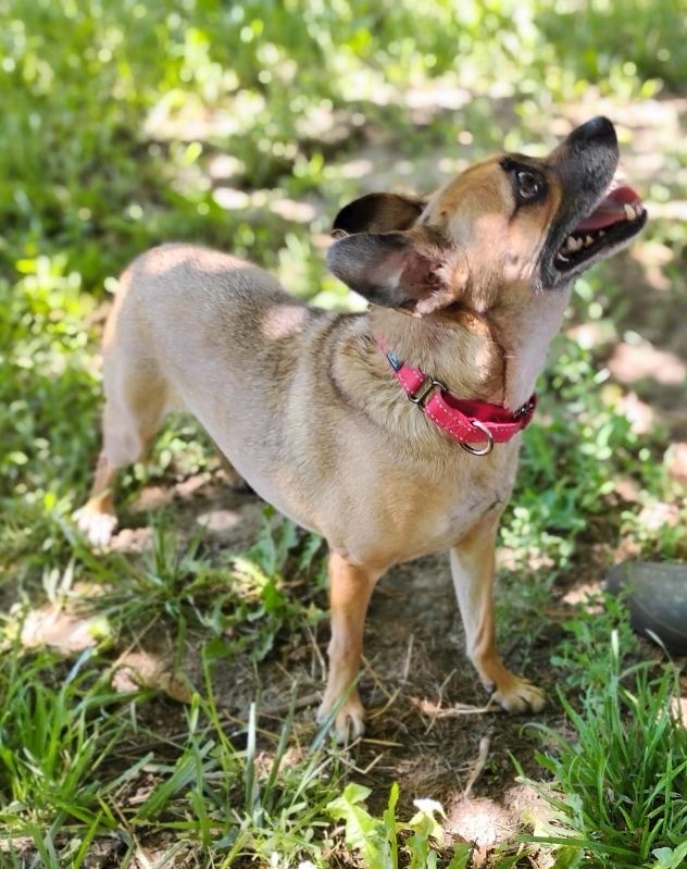 Renny, an adoptable Doberman Pinscher, Chihuahua in Twin Falls, ID, 83301 | Photo Image 3