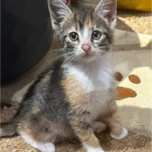 Delilah, Baby Female Domestic Short Hair