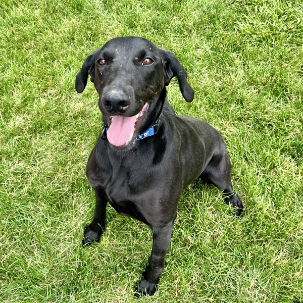 Mitzi