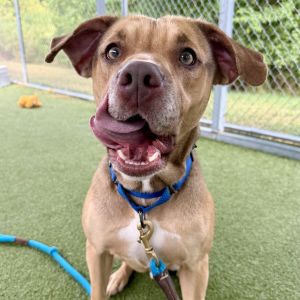 Scrappy, Adult Male Pit Bull Terrier