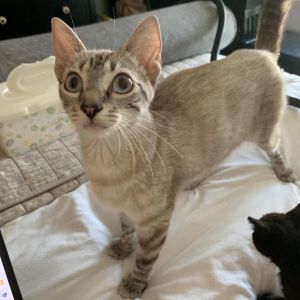 Anna is a Siamese mix lynx point who has beautiful blue eyes She is very friendly and loves childre