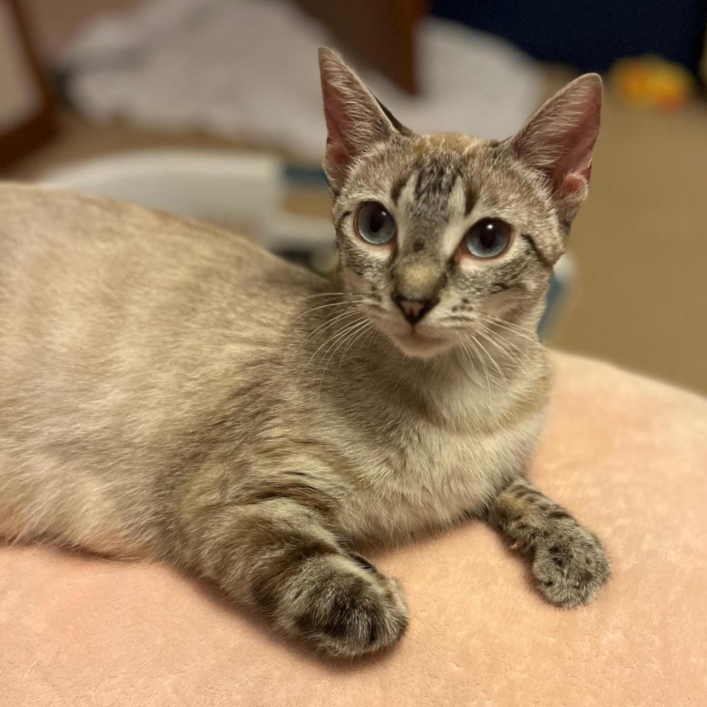 Anna Bella (adopt with Prince Blue)