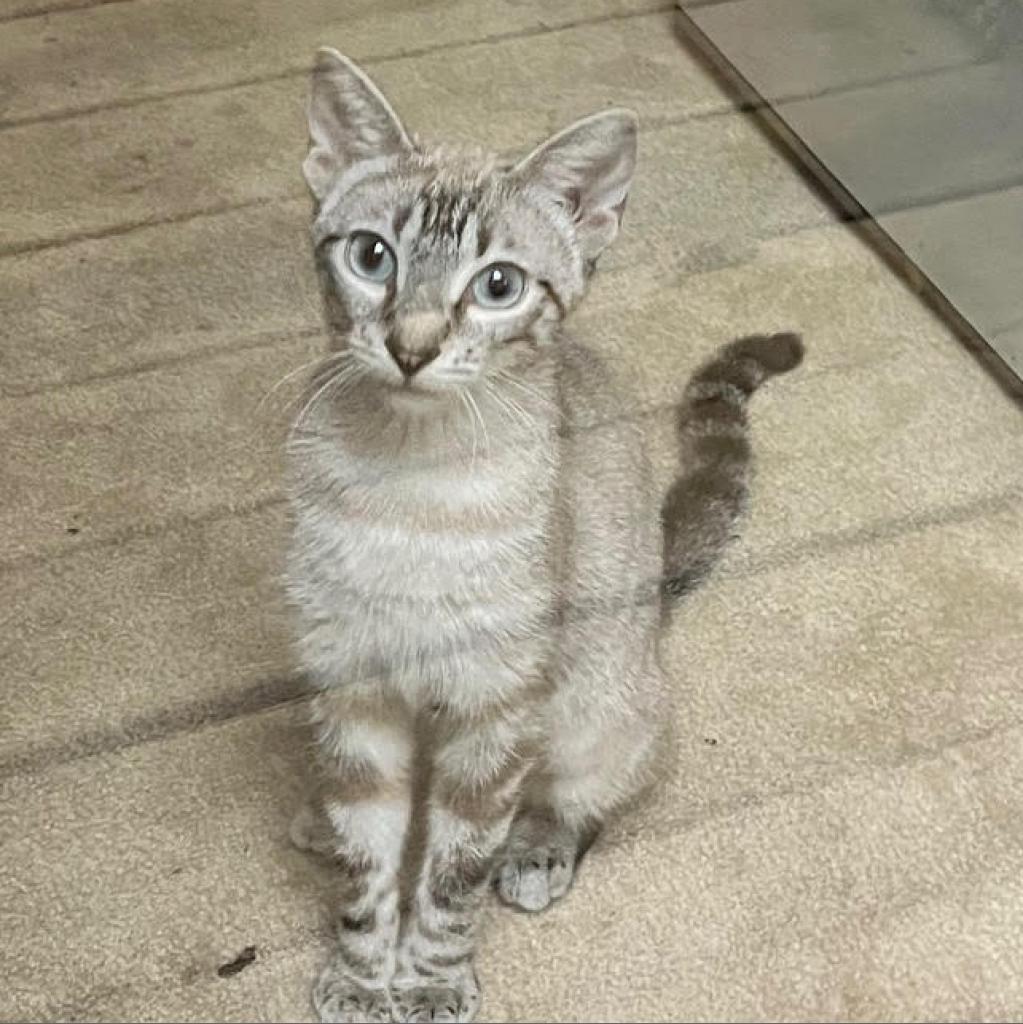 Anna Bella (adopt with Prince Blue)