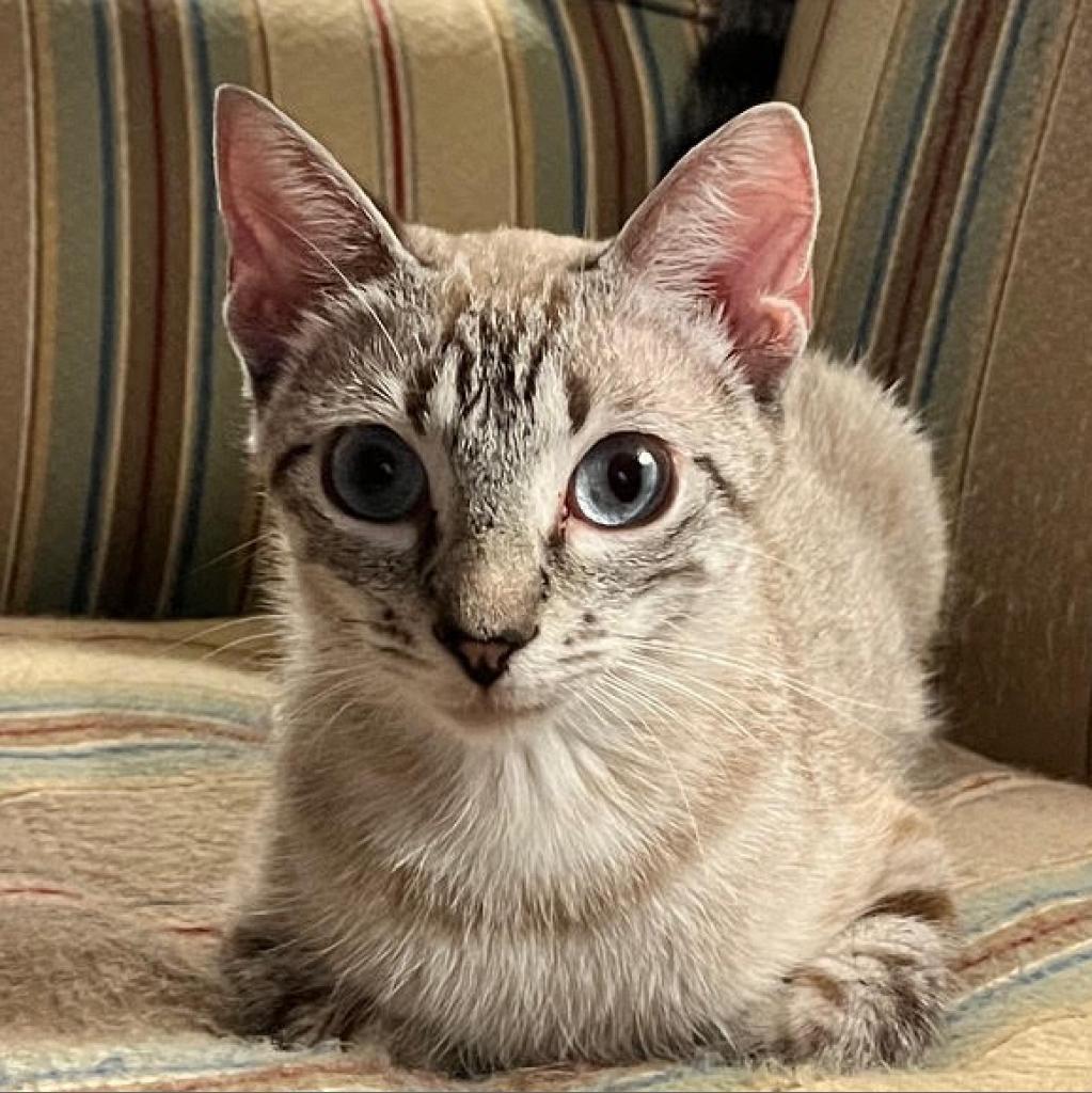 Anna Bella (adopt with Prince Blue)