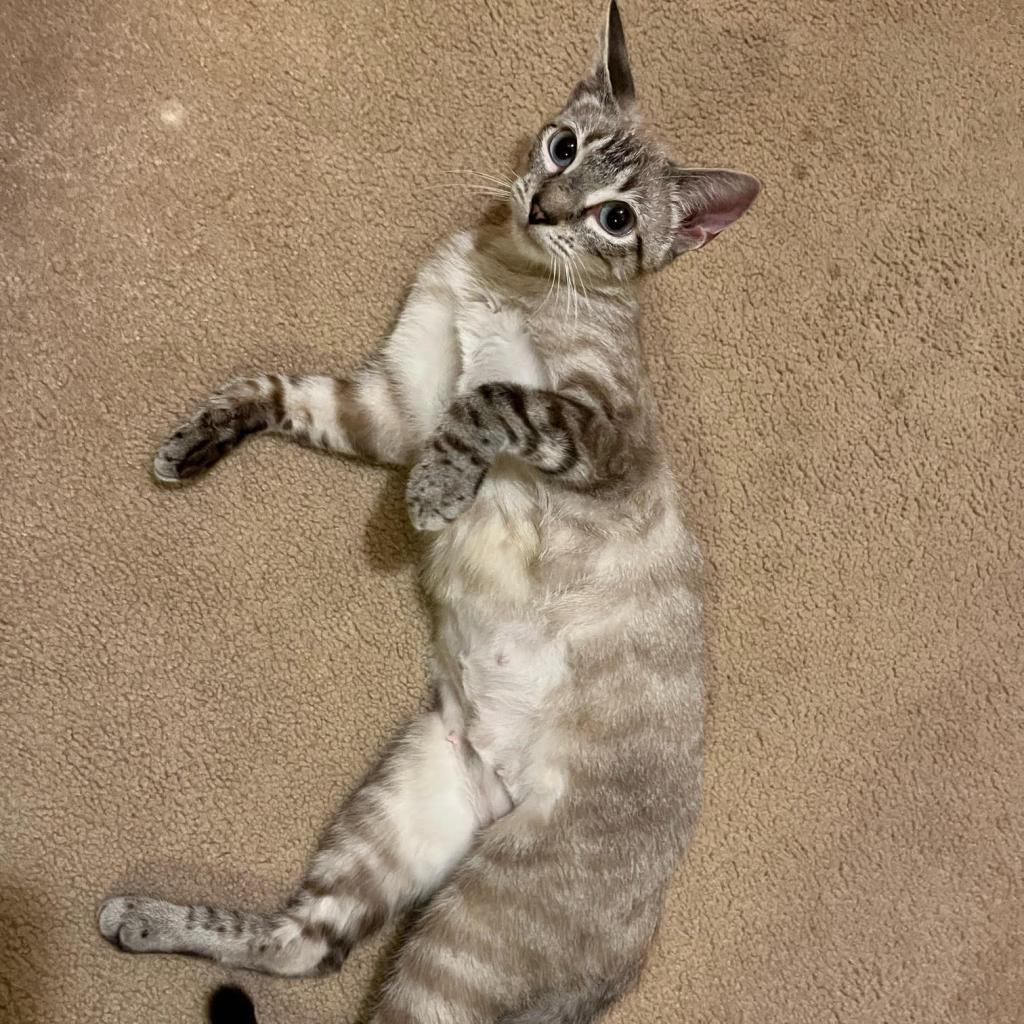 Anna Bella (adopt with Prince Blue)