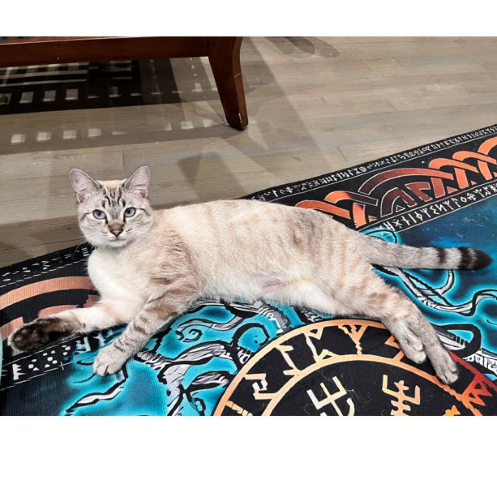 Prince Blue (adopt with Anna Bella)