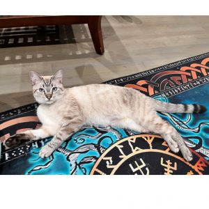 Prince Blue (adopt with Anna Bella) Domestic Short Hair Cat