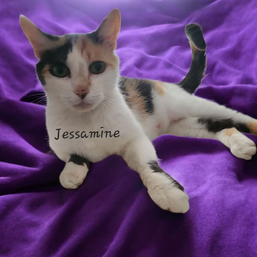 Jessamine