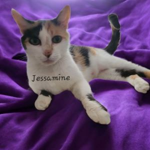 Jessamine, Adult Female Domestic Medium Hair