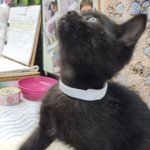Zirconia, Baby Male Domestic Medium Hair